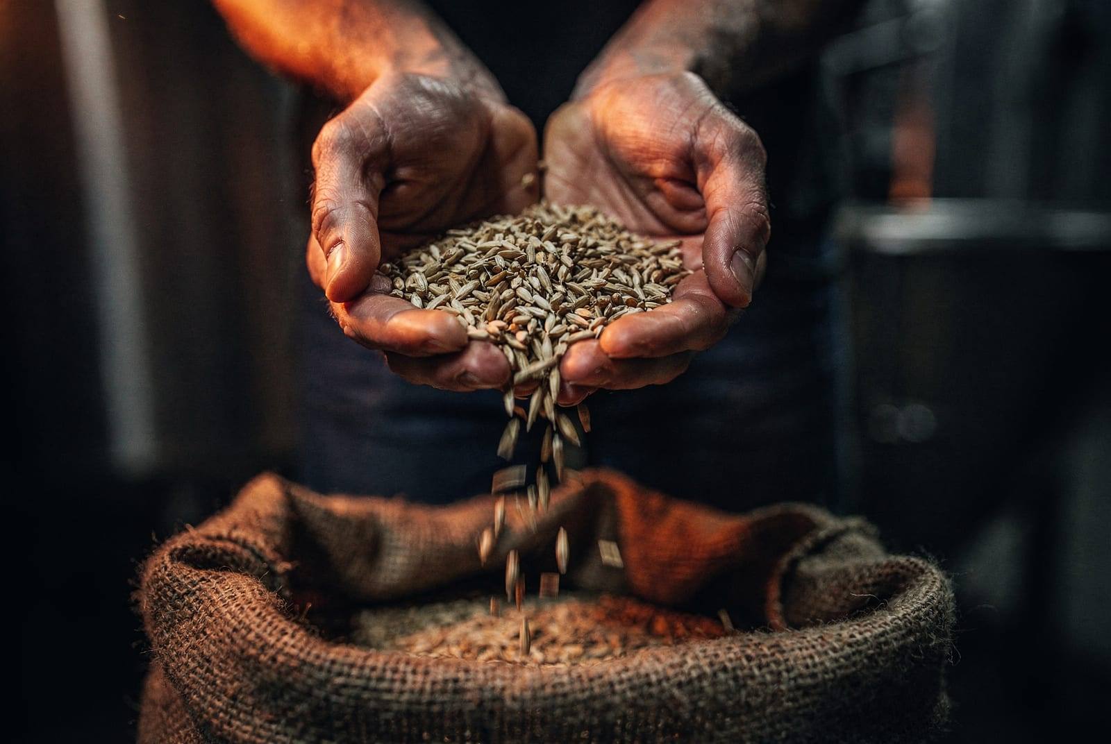 Malted barley pouring through cupped hands.