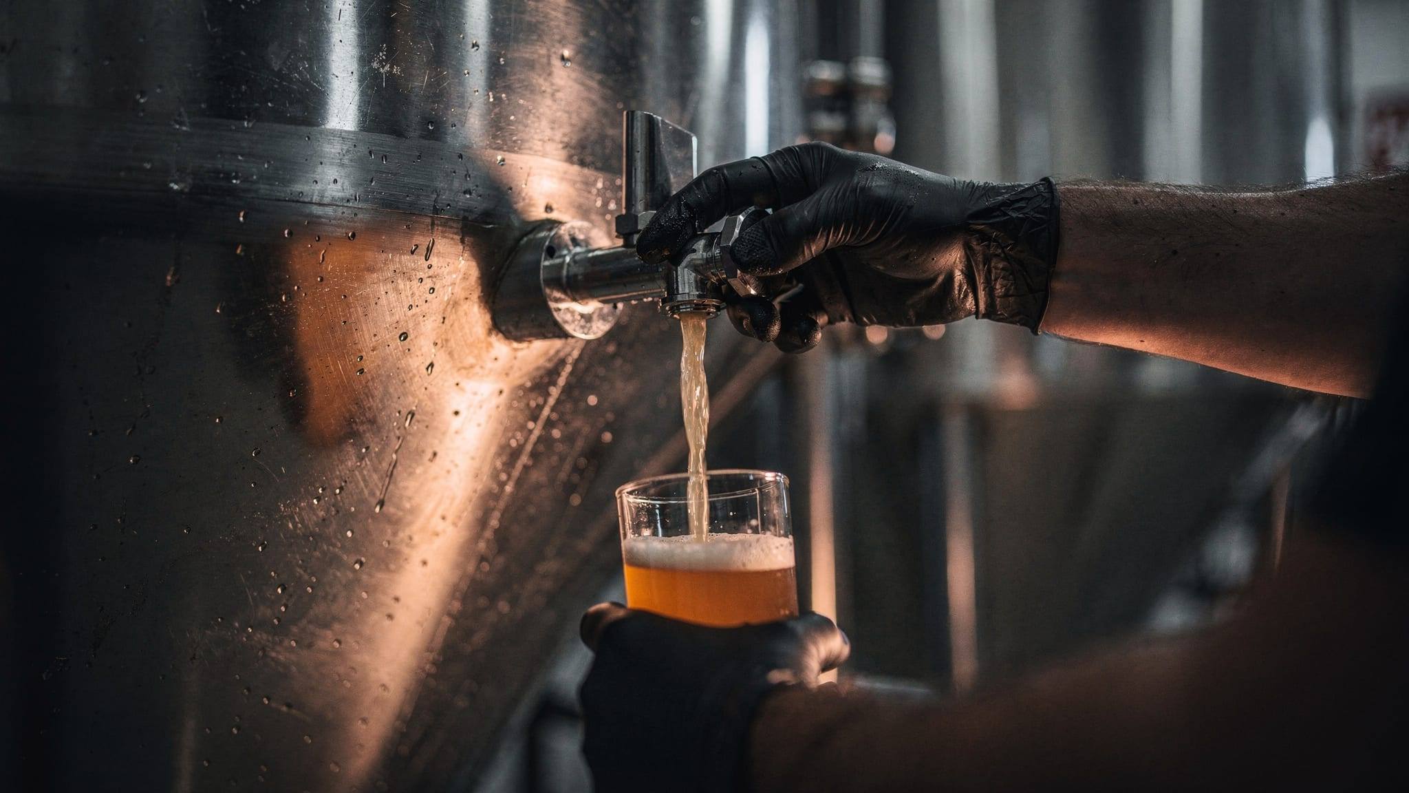 A gloved hand drawing a beer sample from a fermenter valve.